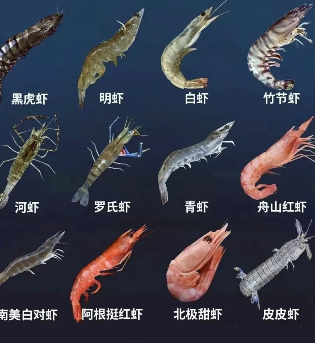 霞浦滩涂里的 “秘密”第二期：解锁各种虾