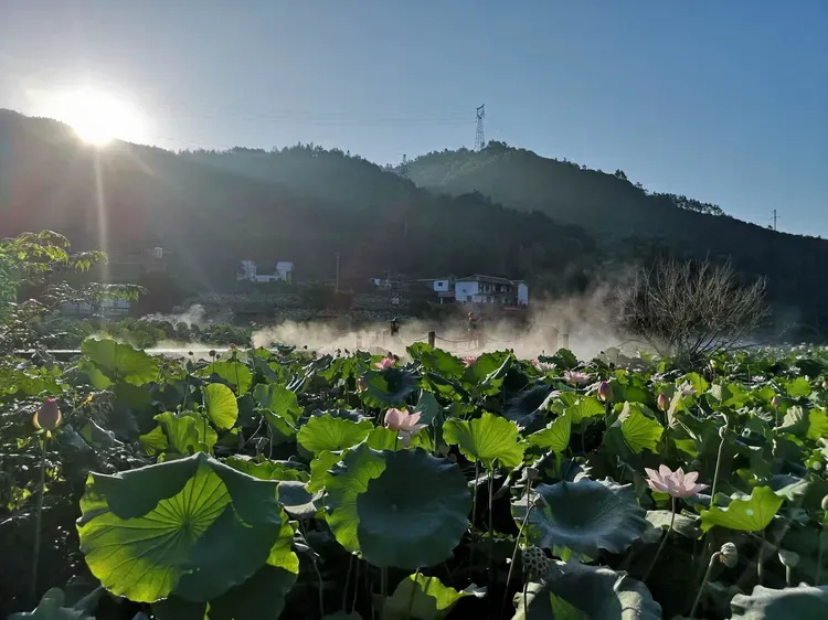 霞浦霞坪村：畲乡花海绘就的乡村振兴新画卷
