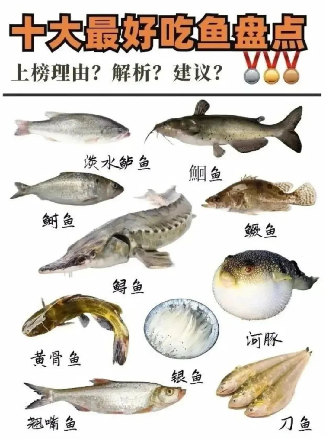 霞浦滩涂里的 “秘密”第七期：图解十种最好吃的鱼！