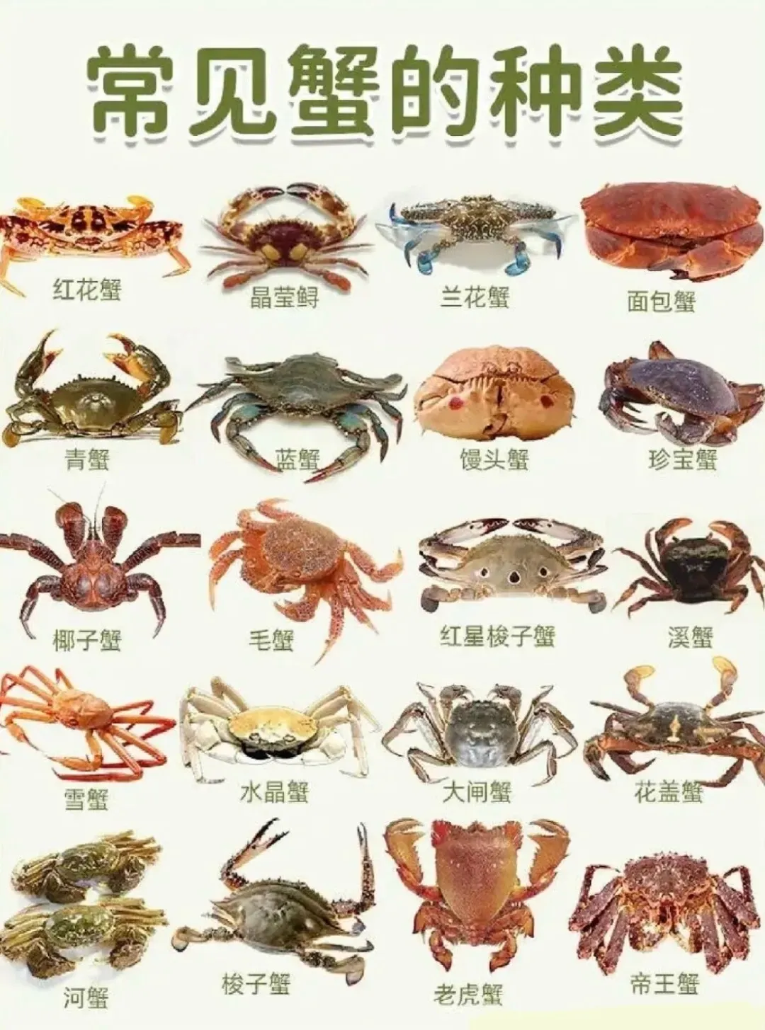 霞浦滩涂里的 “秘密”第十一期：今天图解常见蟹的种类。